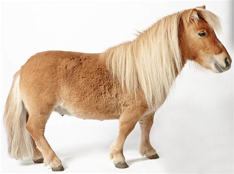 Everything You Need To Know About Mini Horses