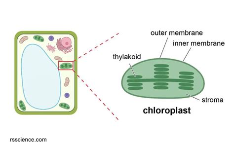 Chloroplast In Plant Cell