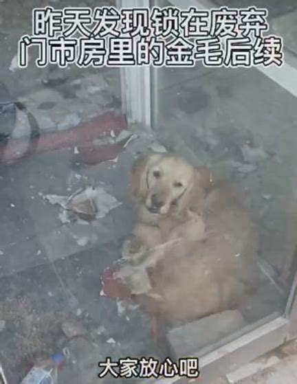 冒充警犬混入警局，还顺带偷吃了鸡腿，金毛最终被“抓”了宠界新闻