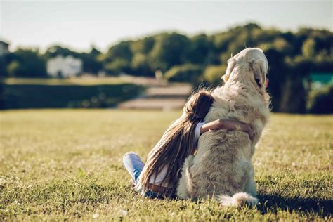 14 Dog Breeds Most Similar to Labs - A-Z Animals