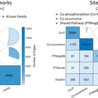 Kinase Kinase And Phosphosite Phosphosite Association Networks Used In