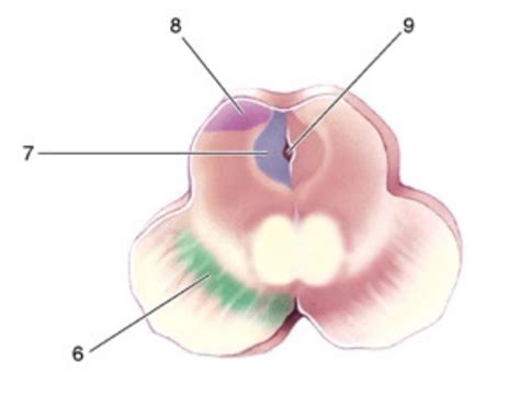 Neur Neuroanatomy Worksheet Caudal Midbrain Diagram Quizlet