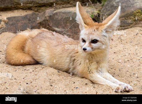 Fennec Fox Stock Photo 113614323 Alamy