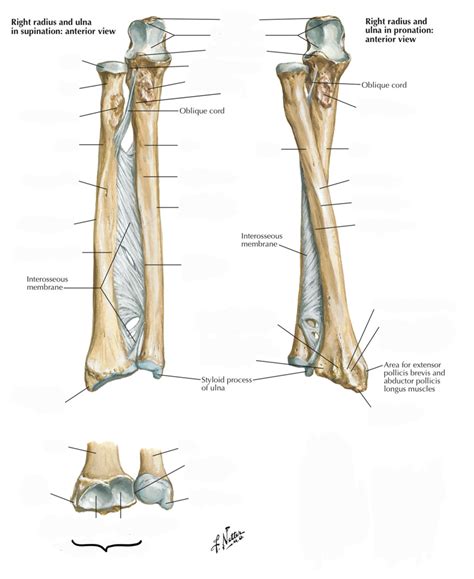 Radius And Ulna Bony Landmarks Diagram Quizlet