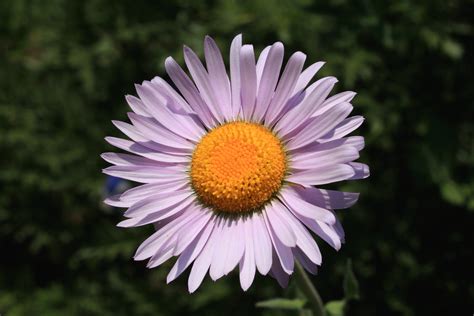 Mountain Daisy Flowers Of Rainier