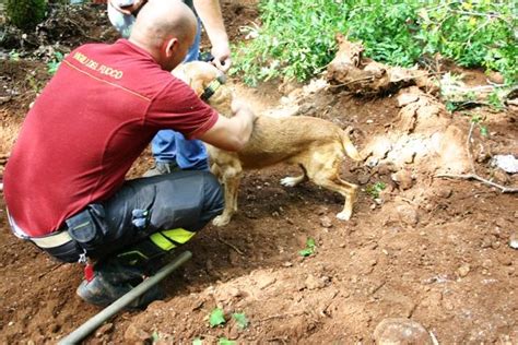 I Vigili Del Fuoco Salvano Un Cane Caduto In Una Fogna A Cielo Aperto