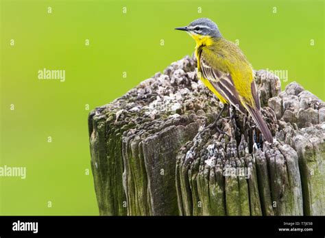 Male Western Yellow Wagtail Stock Photo Alamy