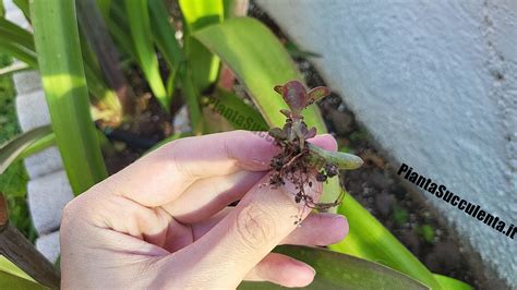 Come Riprodurre Un Albero Di Giada Con Una Foglia Pianta Succulenta