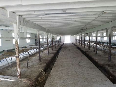 Stanchions In The Milking Barn Farm Buildings Farm Images Poultry Farm