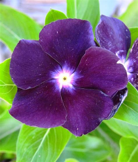 Pin On Vinca