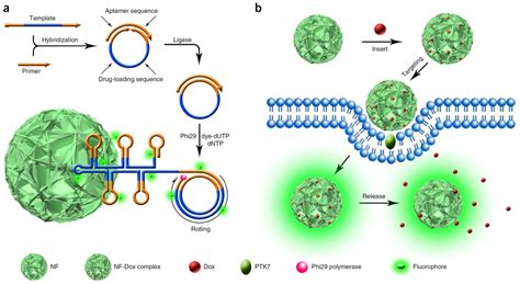 Ijms Free Full Text Dna Nanotechnology For Cancer Diagnosis And