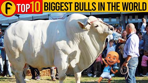 Top Biggest Bulls In The World Output Facts Youtube