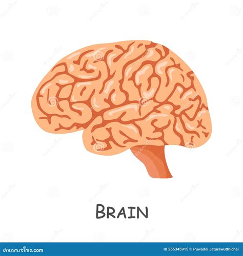 Brain Of Human Cartoon Design Isolated Stock Vector Illustration