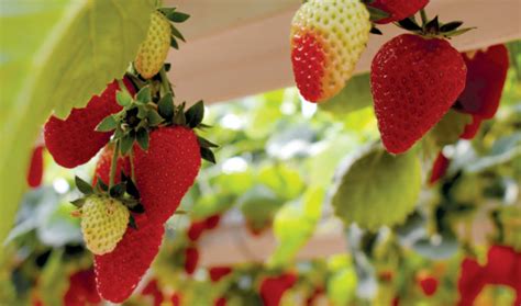 Las personas de mediana edad que comen fresas a diario podrían reducir