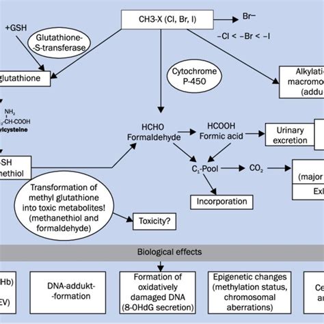 Mechanisms of methyl bromide-induced toxicity modified from Budnik et ...