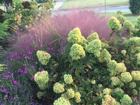 P O T A G E R Pink Muhly Grass Muhlenbergia Capillaris Regal Mist