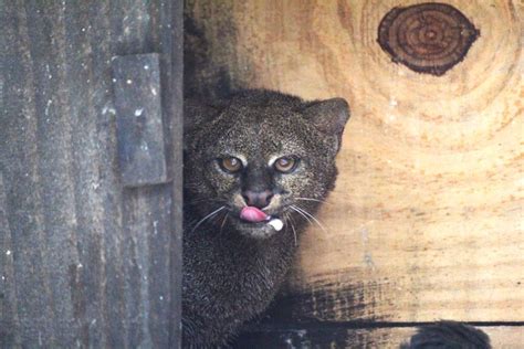 Ameaçado de extinção gato mourisco é devolvido à natureza em Teresópolis