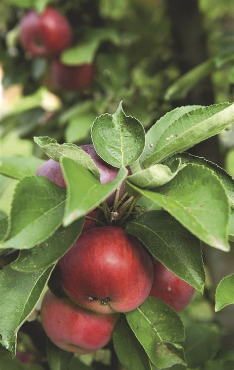 Potager Mod Les De Potagers Normands C T Maison