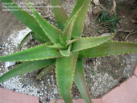 Plantfiles Pictures Aloe Species Aloe Capmanambatoensis By