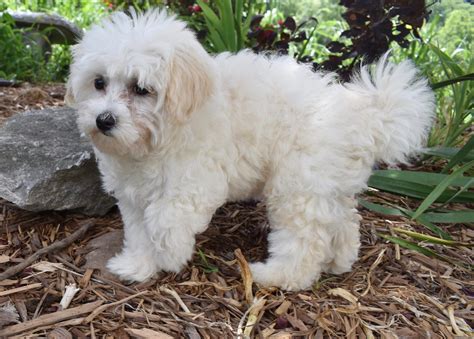 Hypoallergenic & Non Shedding Puppies for Sale - Illinois ...