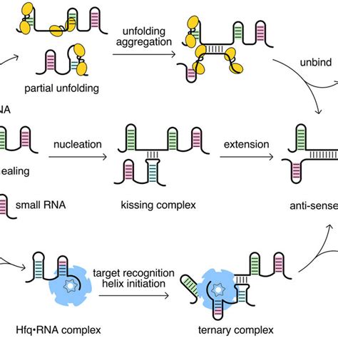 Hfq Helps Annealing Of Dsra And Rpos A Scheme To Examine The