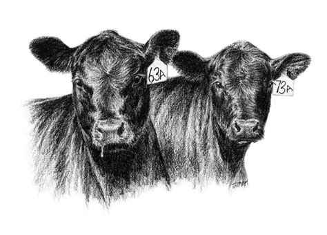 black angus calf vector clipart - Clipground