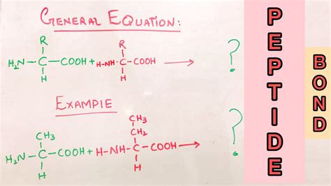 Peptide Bond Formation I Macromolecule I Pakchemist Youtube