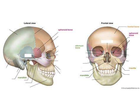 Skull Bones (lateral & frontal view) Quiz