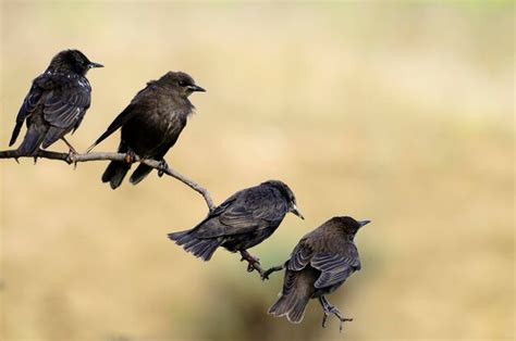 Sturnus unicolor, o estorninho preto é uma espécie de passeriformes da família sturnidae | Foto ...