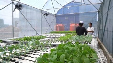 Keren Masjid Asy Syifa Punya Kebun Sayur Hidroponik Sendiri Di Atap