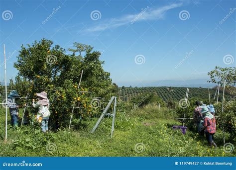 Granjero Que Cosecha Naranjas En Un Campo Del Rbol Anaranjado