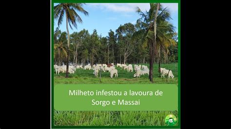 Milheto Infestou A Lavoura De Sorgo E Massai YouTube