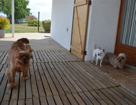 Pension canine et familiale | Culture Canine - La Suite Canine ...