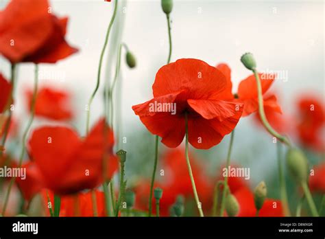 Red Poppy Flowers Stock Photo Alamy