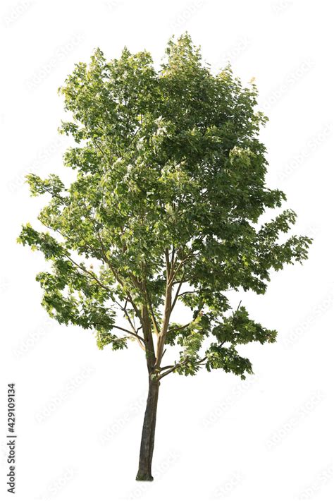 Plane tree, also known as Platanus, isolated tree cutout on white ...
