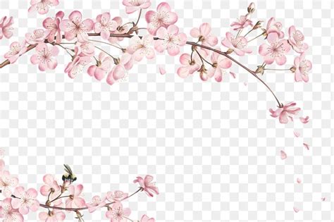 Pink cherry blossom flower branch border frame on transparent ...