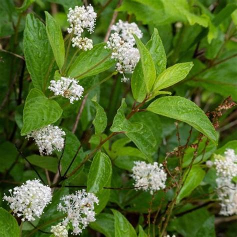 New Jersey Tea Plant - Joyful Butterfly