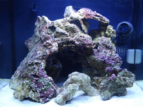 Vidofner's man-cave-reef | REEF2REEF Saltwater and Reef Aquarium Forum