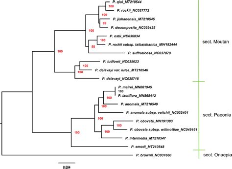 Phylogenetic Tree Constructed Using Maximum Likelihood Ml Method