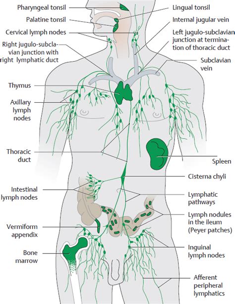 Lymphatic System Organs And Their Functions