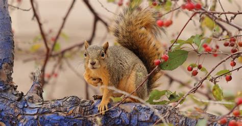 Discover The Largest Squirrels In Canada And Where They Are Most