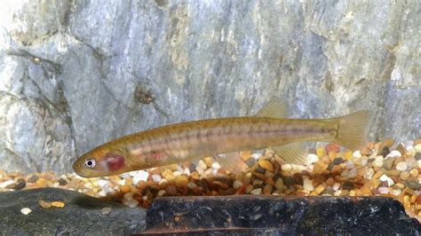 Shaw Galaxias Freshwater Fish Species In Dire Straits And On Brink Of