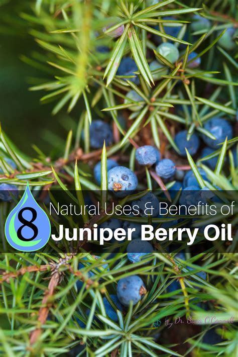 Juniper Berry Essential Oil Benefits And Uses Juniper Berry Essential