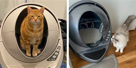 Litter Robot 3 Connect Review Is It Worth Buying Paw Of Approval