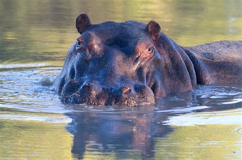 Hippo Sunset Photo Michael Moss Photos At