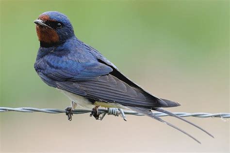 Características De La Golondrina Común Información Completa Del Ave