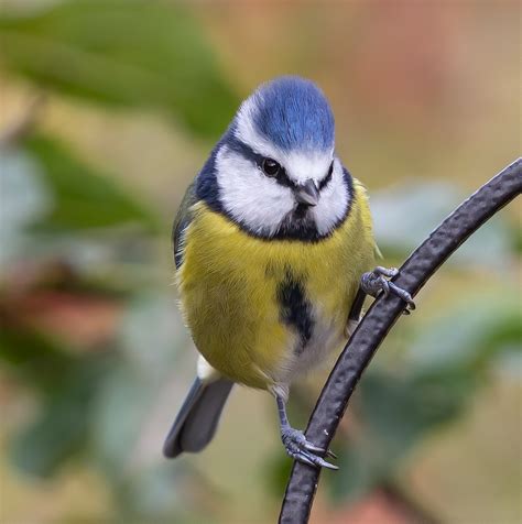 Blaumeise Vogel Sitzend Kostenloses Foto Auf Pixabay Pixabay