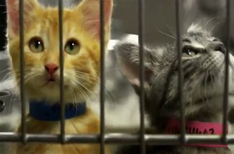 Hua Sai Cat Sanctuary Thailand - Cat Facts
