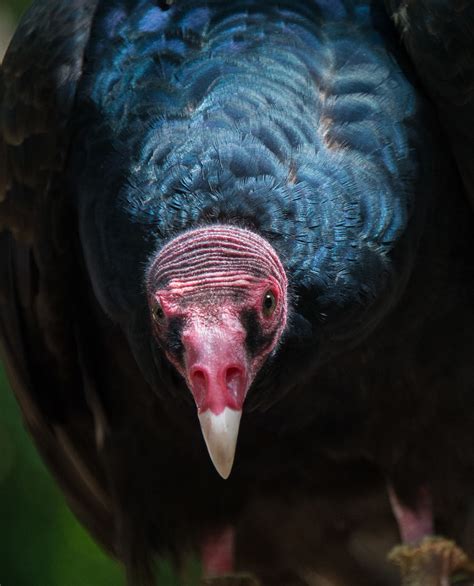Turkey Vulture - Lindsay Wildlife Experience
