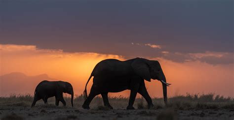 Amboseli and Maasai Mara Photography Workshop — Armstrong-Fortescue